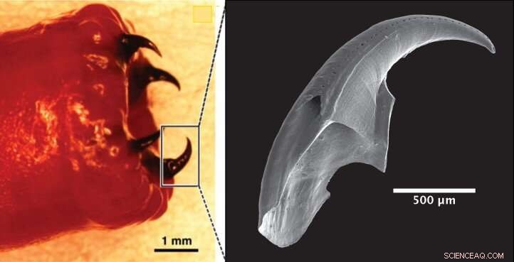 Scientists Reveal How Bloodworms Forge Their Unique Copper Teeth