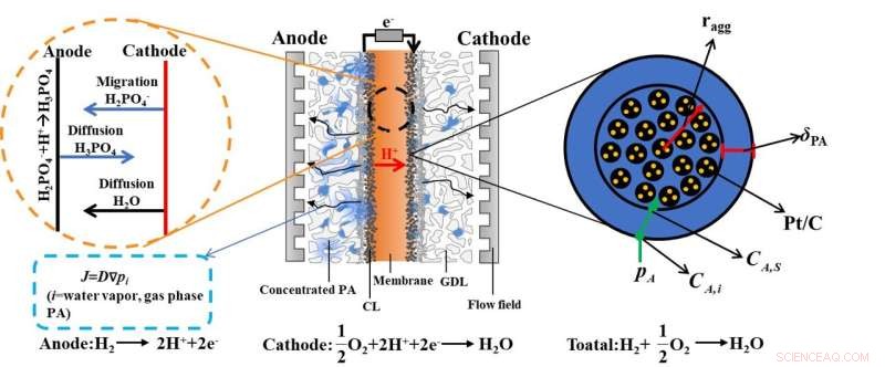Predicting Phosphoric Acid & Water Distribution in High‑Temperature PEM Fuel Cells