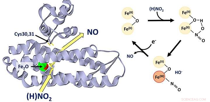 Researchers Discover Novel Enzyme Boosting Bacterial Stress Response