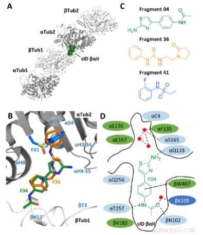 Novel Tubulin Inhibitor with a Distinct Mechanism of Action for Advanced Cancer Therapy