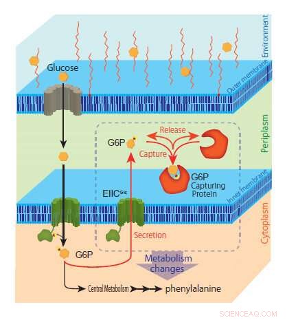 New G6P Secretion Mechanism Unveiled: Boosting Sustainable Bioproduction of Aromatic Chemicals