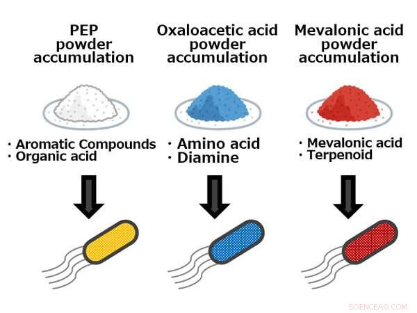 New G6P Secretion Mechanism Unveiled: Boosting Sustainable Bioproduction of Aromatic Chemicals