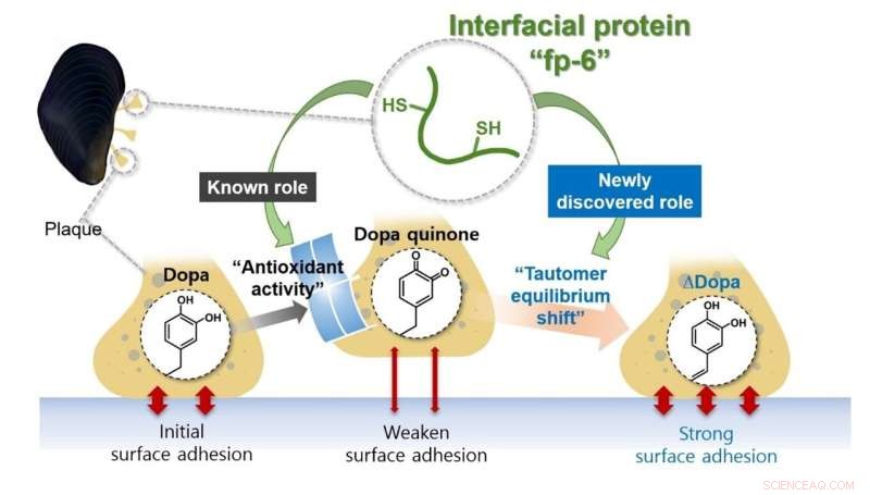 Mussel Adhesion Secrets: How Cysteine Proteins Keep Them Stuck Underwater