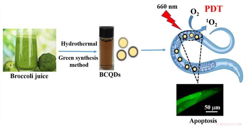 High-Throughput C. elegans Model for Rapid Evaluation of Photodynamic Agent Efficacy