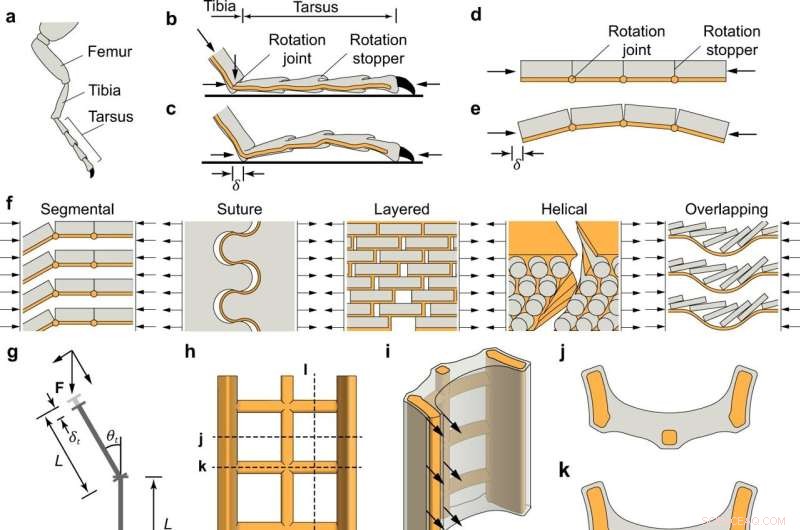 Revolutionary Exoskeleton‑Inspired Motif Promises Stronger, Damage‑Tolerant Construction Materials