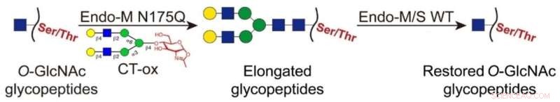 Advanced Chemoenzymatic Labeling Enables Comprehensive Analysis of Protein O‑GlcNAcylation