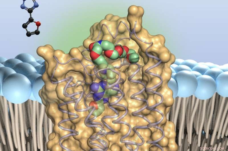 New Research Reveals Bioactive Compound Blocks Key A2A Receptor to Modulate Immune Response