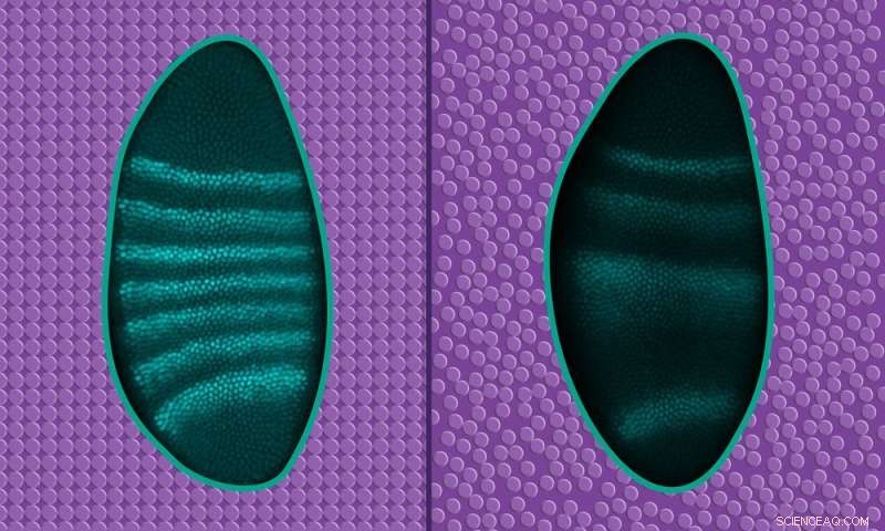 Liquid‑to‑Solid Transition Drives Development in Membraneless Organelles