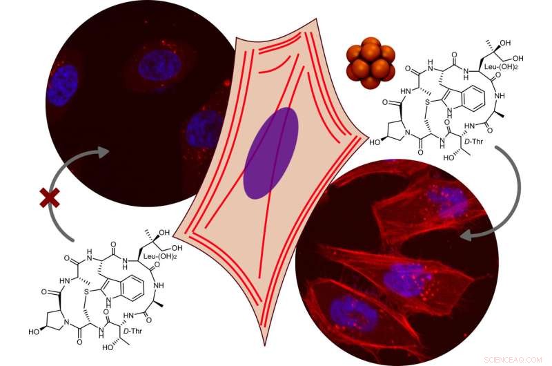 Boron Clusters Enable Novel Cellular Uptake via Superchaotropic Properties