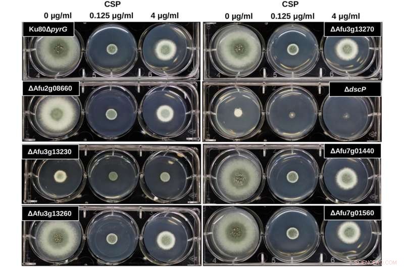 Genomic Insights Drive New Strategies to Combat Deadly Fungal Infections