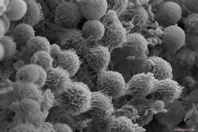 Key Drivers of Ecosystem Instability Revealed by MIT Research