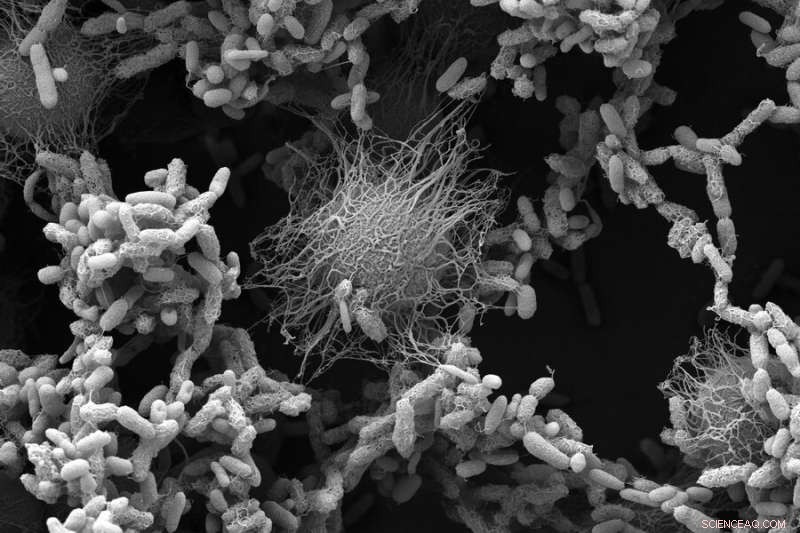 Key Drivers of Ecosystem Instability Revealed by MIT Research