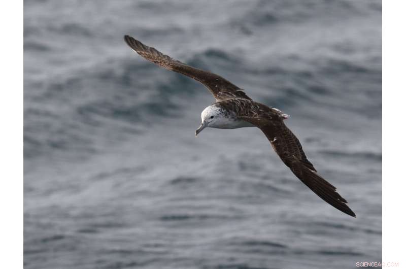 New Study Reveals Seabirds Seek Storm Centers to Evade Landfall