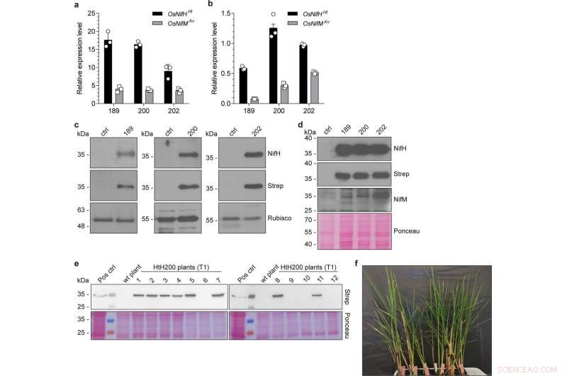 Breakthrough in Rice Nitrogen Fixation: Advancing Biological Nitrogen Fixation Technology