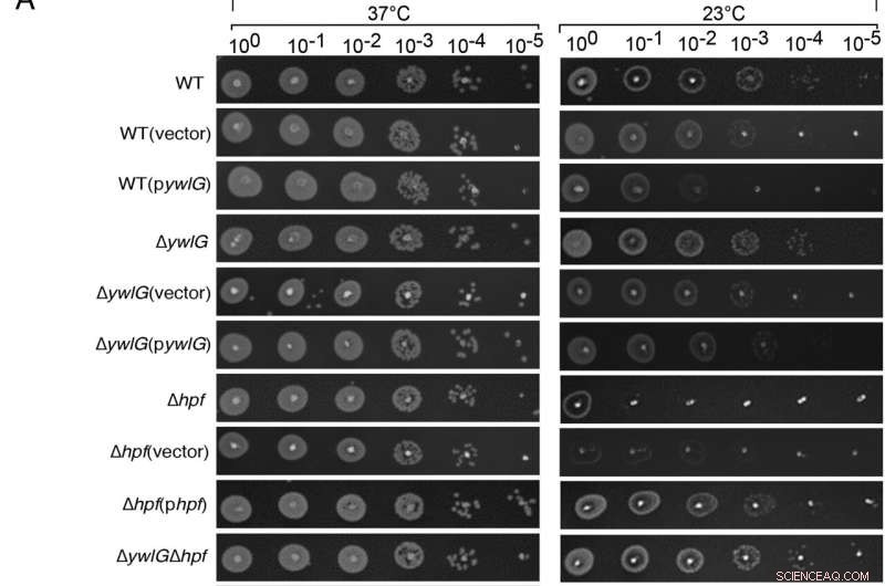 YwlG and HPF Cooperate to Suppress Cold Sensitivity in Bacteria: A Medium-Dependent Mechanism