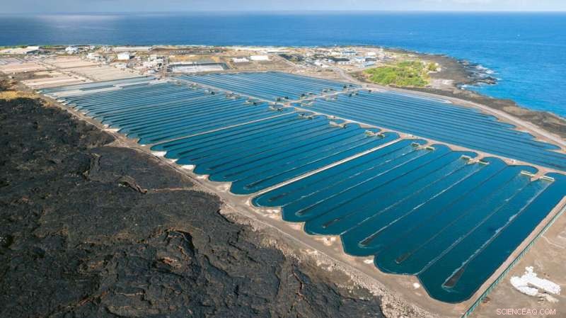 Onshore Algae Farms: A Sustainable Food Source for the Global South
