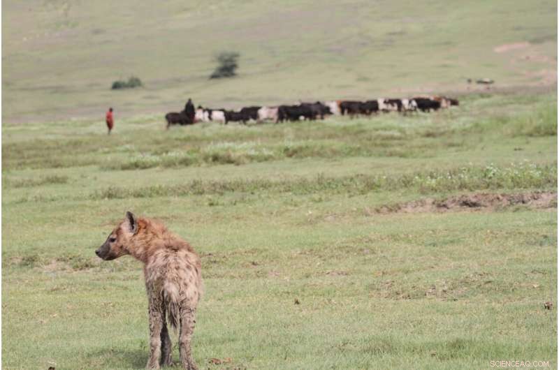 Research Confirms Daytime Pastoralist Movement Is Safe for Tanzania’s Spotted Hyenas