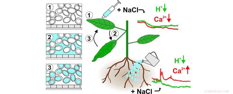 Gray Whale Disappearance from the Atlantic Sheds Light on Possible Return