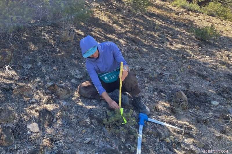 Four of Five Pinyon‑Juniper Species Face Declining Ranges Across the Western United States