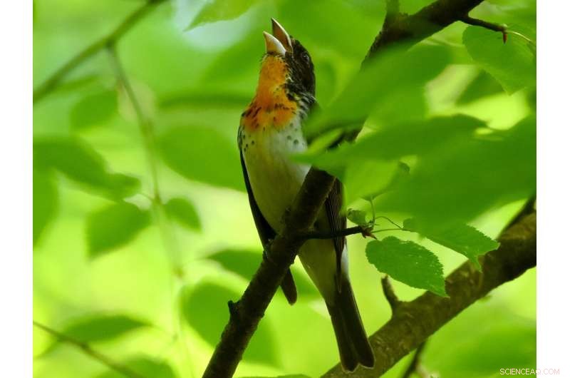 10 Million-Year Hybrid: Rare Rose‑Breasted Grosbeak & Scarlet Tanager Mate