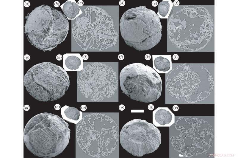 China Discovers Exceptionally Preserved Cambrian Worm Embryo Fossil