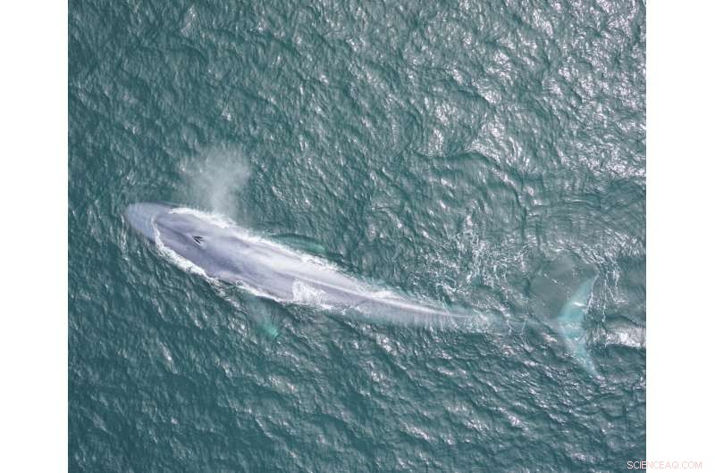 New Study Shows Blue Whales Use Wind-Driven Upwelling to Hunt Food