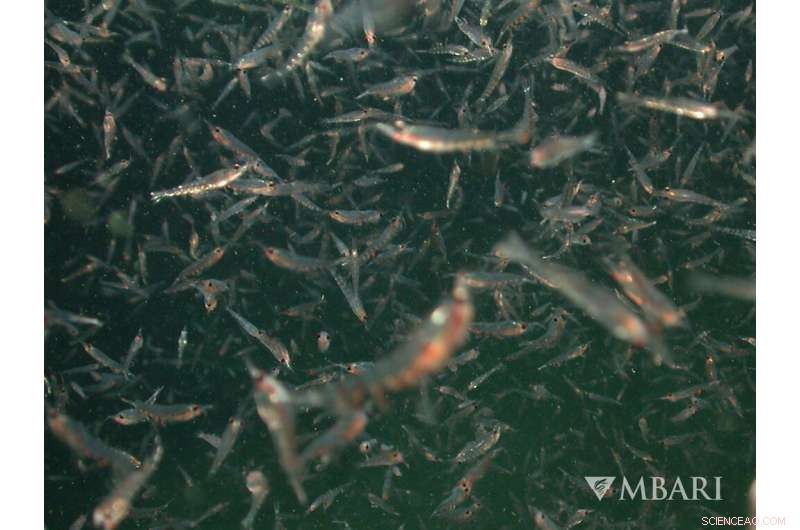 New Study Shows Blue Whales Use Wind-Driven Upwelling to Hunt Food