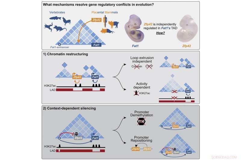Unveiling the Dynamic Gene Workspace: How DNA’s TADs Coordinate Function