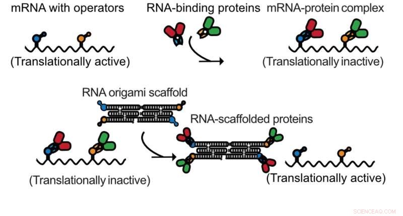 Harnessing RNA Origami for Advanced Synthetic Biology Applications