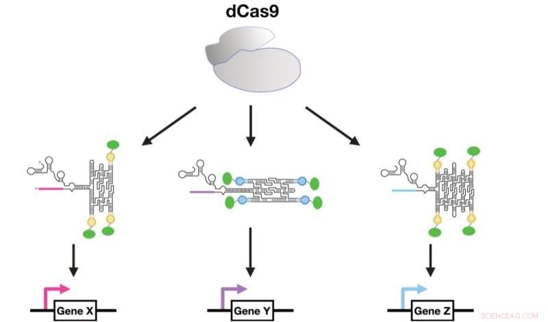 Harnessing RNA Origami for Advanced Synthetic Biology Applications