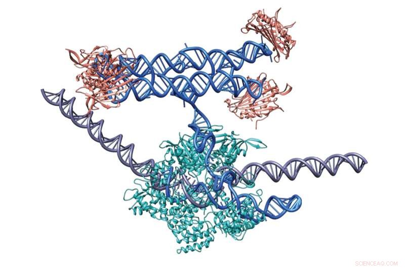 Harnessing RNA Origami for Advanced Synthetic Biology Applications