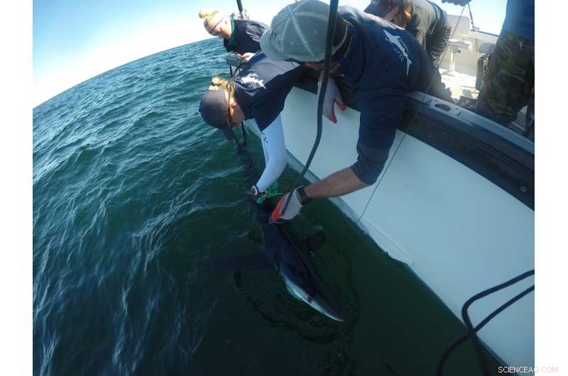 Catch‑and‑Release Angling May Trigger Harmful Temperature Spikes in Sharks, Study Finds