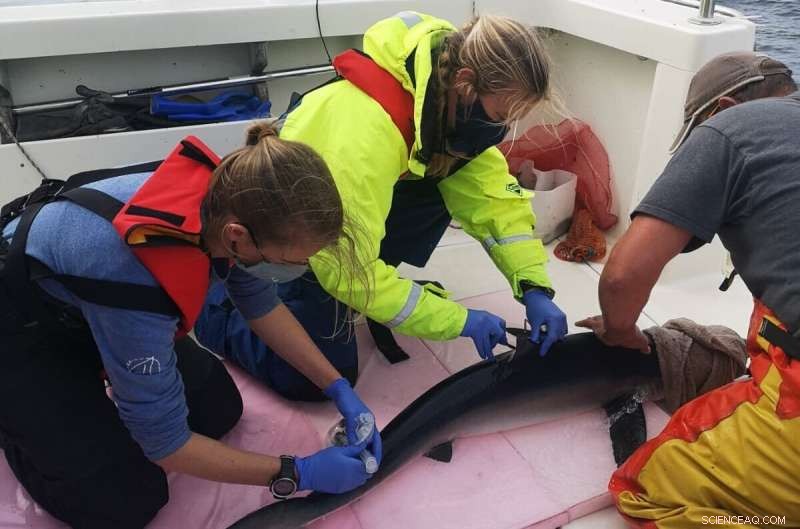 Catch‑and‑Release Angling May Trigger Harmful Temperature Spikes in Sharks, Study Finds