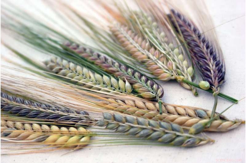 Global Crop Diversity Catalog: Unlocking 1,800+ Varieties for Food Security