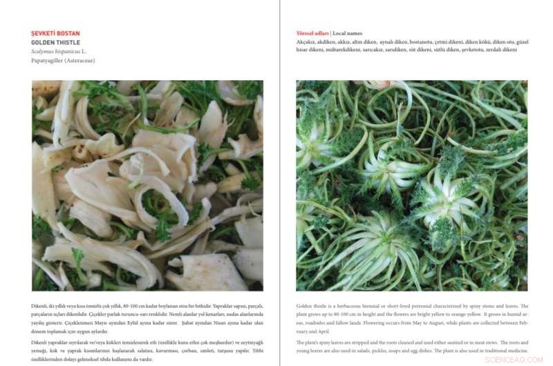Exploring Turkey’s Wild, Nutritious Plants: Research & Recipes Show Their Health Benefits