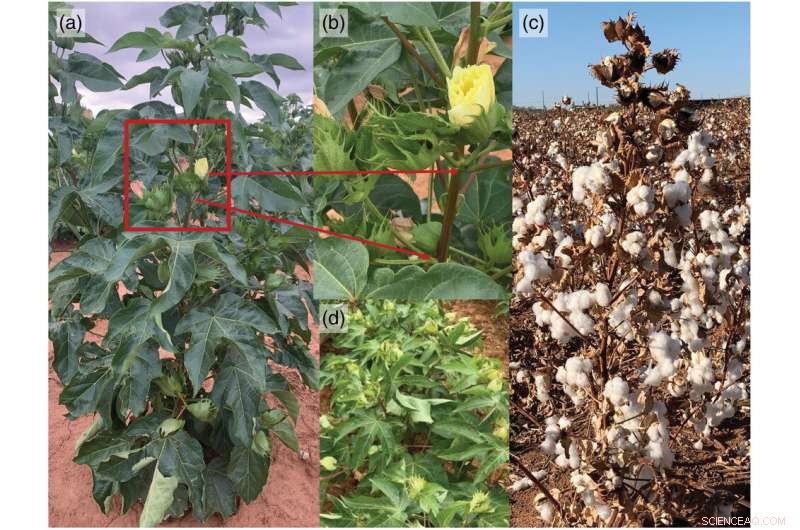 Global Partnership Breeds Fungus-Resistant Cotton for Safer Yields