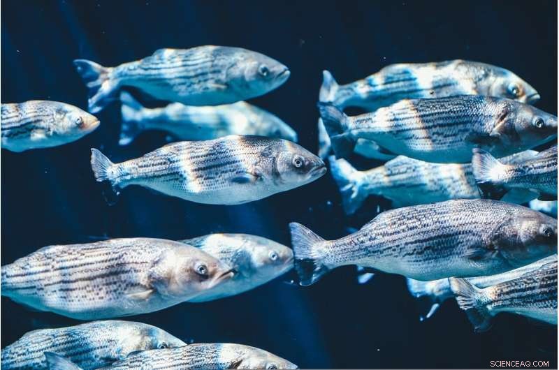 Why Fish Swarms Move So Quickly: Anticipatory Coordination Among Individuals