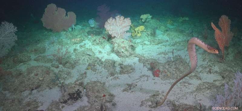 Deep-Sea Exploration Reveals Hidden Sea Snake Species at Ashmore Reef