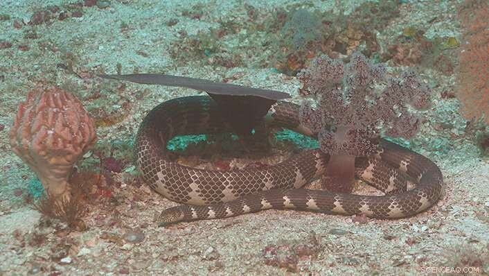 Deep-Sea Exploration Reveals Hidden Sea Snake Species at Ashmore Reef