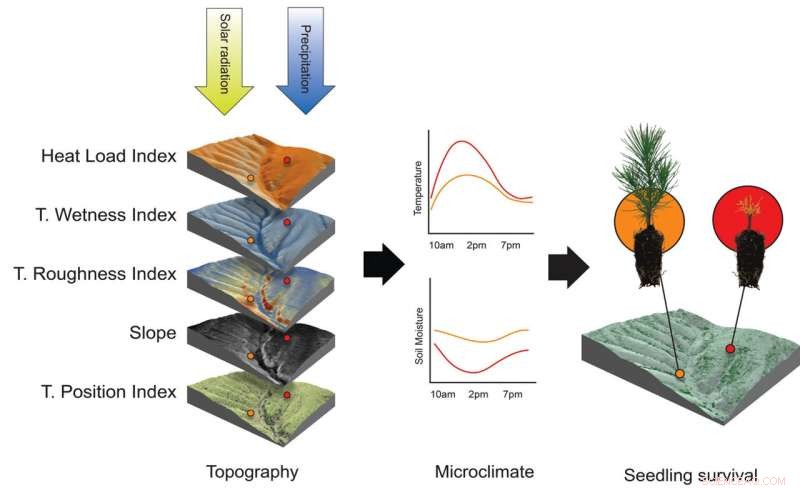 Scientists Reveal How Seedlings Thrive After Wildfires