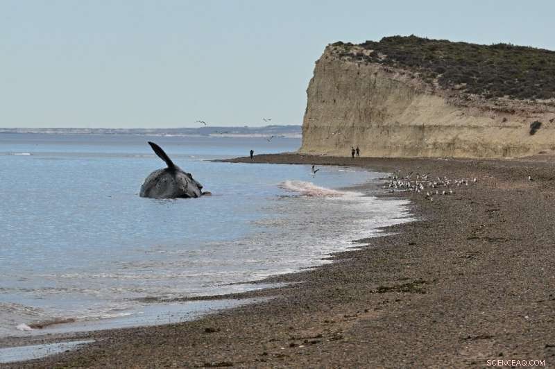 Argentine Scientists Alarmed by Surge of Southern Right Whale Deaths in Chilean Patagonia
