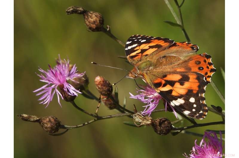 195 Nectar Plant Strategies to Protect California’s Painted Lady Butterflies