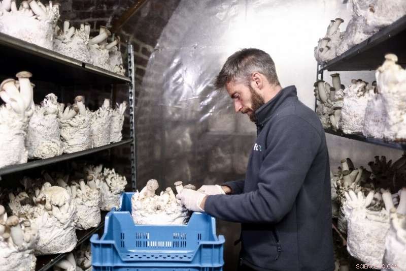 Belgium’s Brewing By‑Product Becomes Gourmet Mushroom Powerhouse