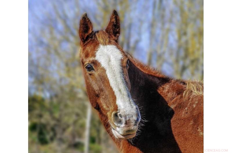How Insight into Owner Behavior Can Enhance Horse Health and Welfare