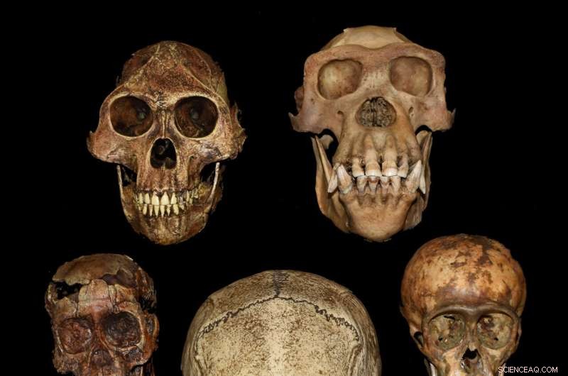 Study Reveals Accelerated Prenatal Growth in Hominids Following Divergence from Chimpanzees