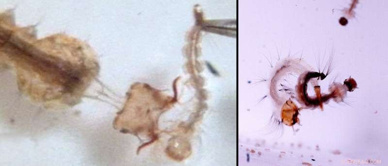 Harpoon Heads and Sweeping Tails: The Remarkable Hunting Tactics of Predatory Mosquito Larvae