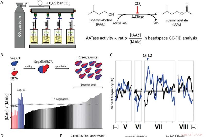 Scientists Enhance Beer Flavor Through Microbial Innovation