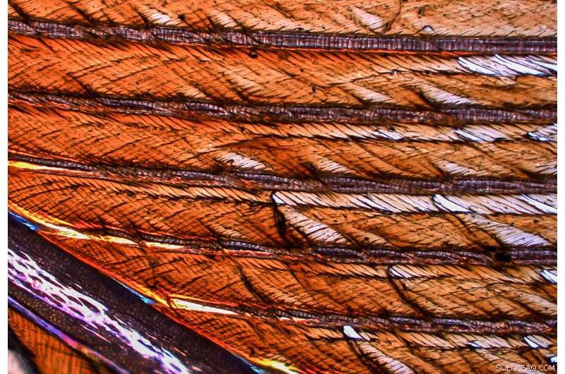 Even Trace Oil Can Harm Seabird Feathers, New Study Shows