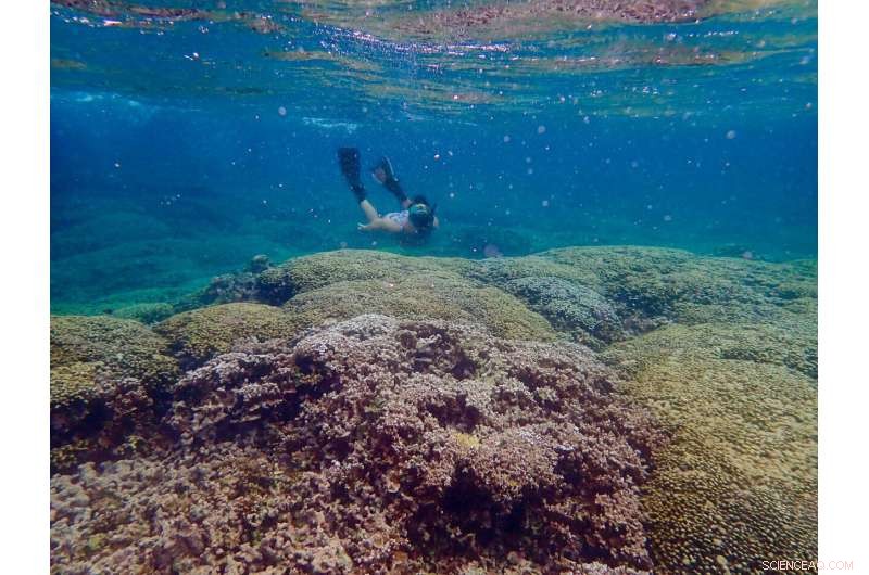 Hawaiian Montipora Corals Partner with Algae to Combat Heat Stress