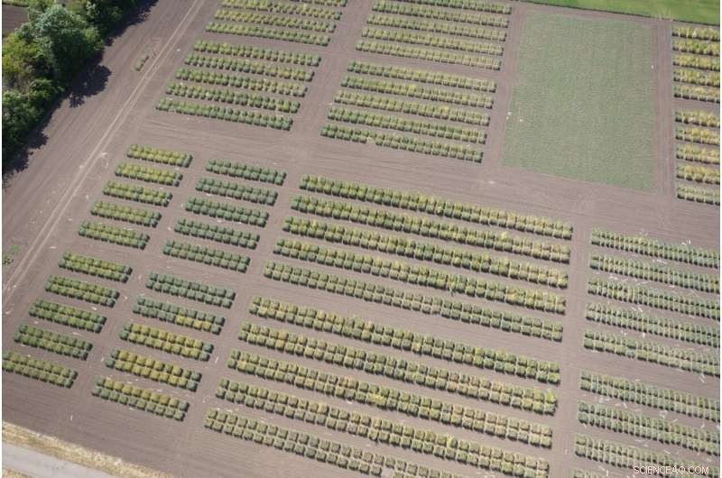 Harnessing Heritage: New Genetic Variants from Classic and Exotic Wheat for Sustainable Cultivation